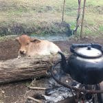 A kettle over a campfire with a calf looking on